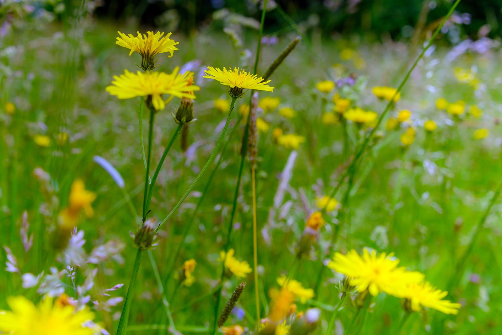 VSI.ASAI - Generalversammlung 21.-23. Juni 2019 Bürgenstock