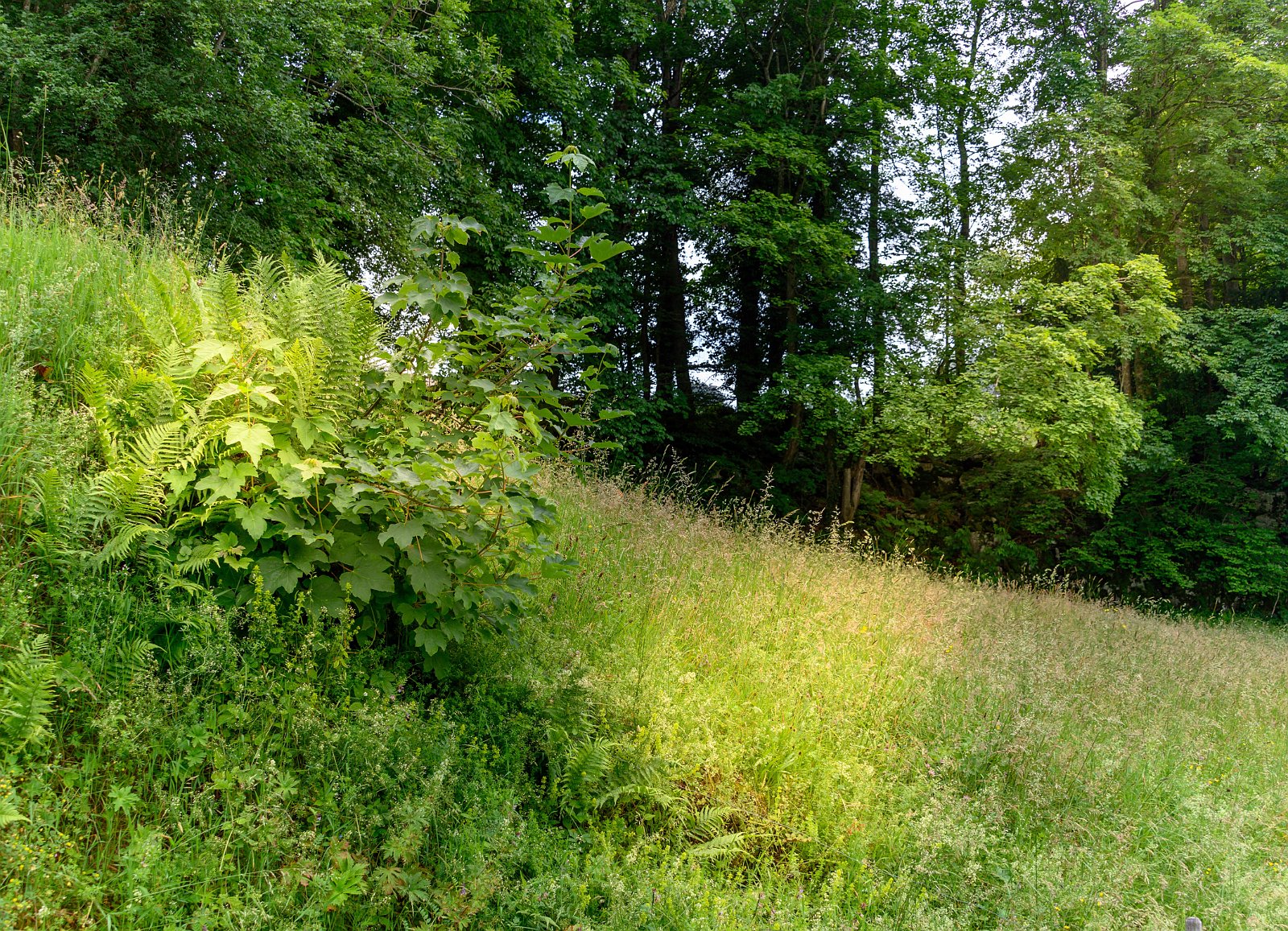 VSI.ASAI - Generalversammlung 21.-23. Juni 2019 Bürgenstock