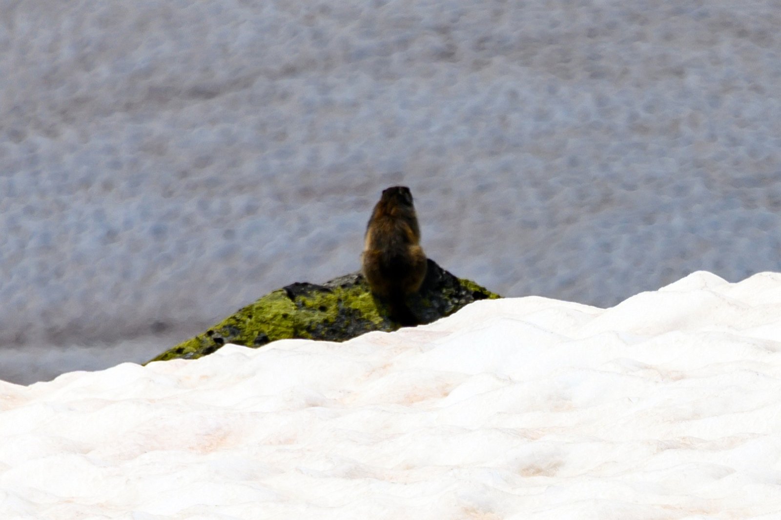 VSI.ASAI - Generalversammlung 21.-23. Juni 2019 Aufstieg im Schnee von Tiefenbach zur Albert-Heim-Hütte auf 2543 m.ü.M