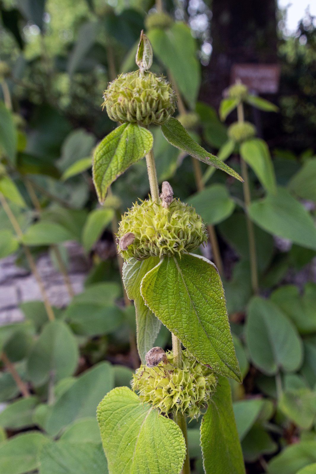 VSI.ASAI. - Generalversammlung in Lausanne, Geneva 24./25.06.2022 Jardin botanique