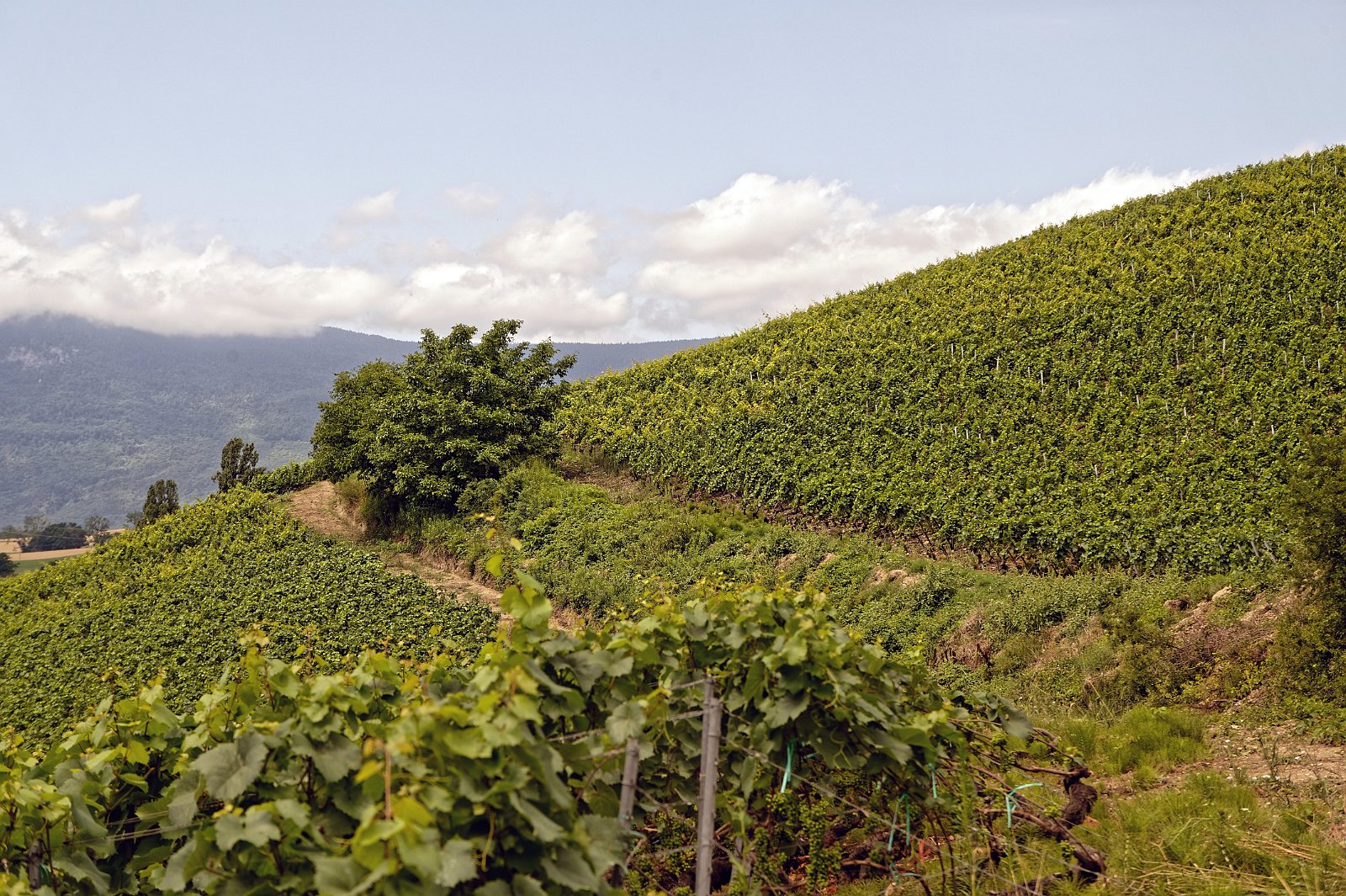 VSI.ASAI. - Generalversammlung in Lausanne, Geneva 26.06.2022 Wanderung durch die Rebberge