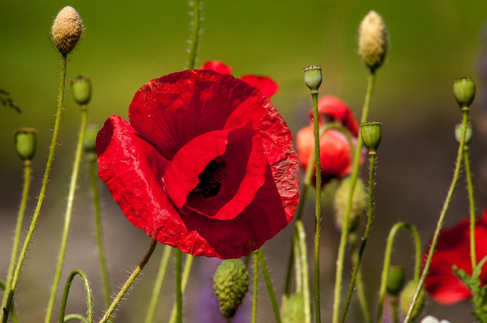Mohn Blüte Besichtigung des Dorfes Soglio