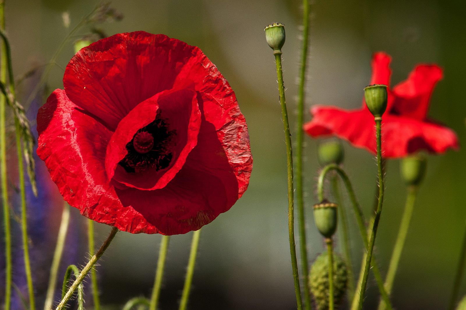 VSI.ASAI GV 28./29. Juni 2013 Besichtigung des Dorfes Soglio