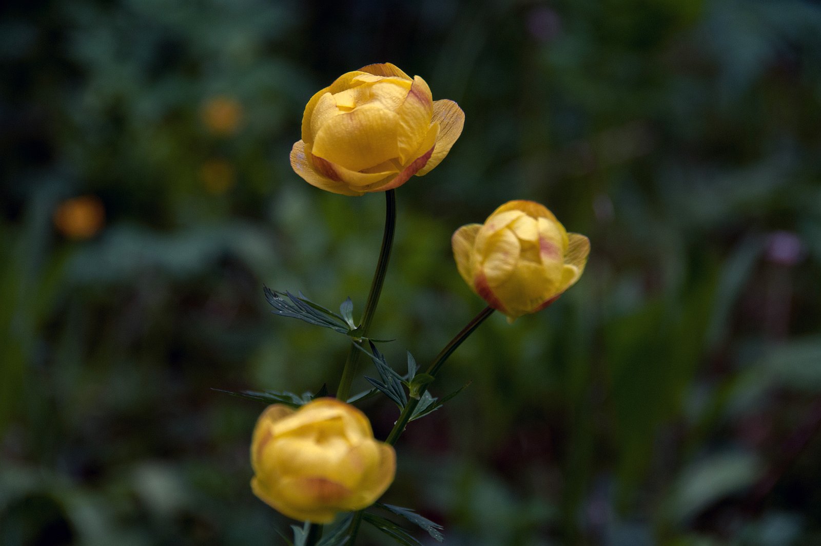 VSI.ASAI GV 28./29. Juni 2013 Sils Maria