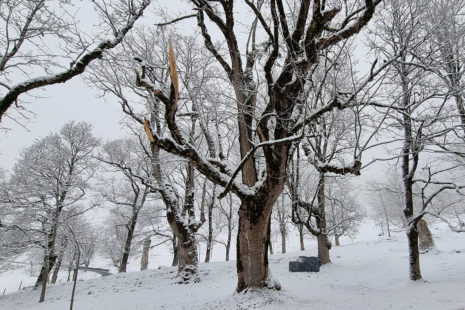 VSI.ASAI | Regionalversammlung 01.-02.04.2022 in Glarus Gasthaus Richisau Klöntal