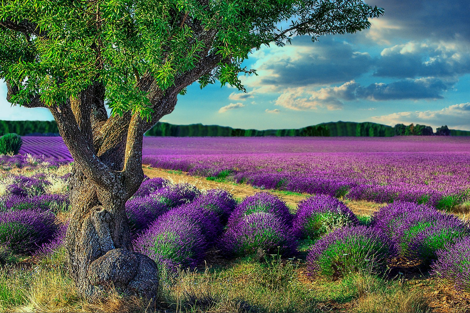 Lavendel | Plateau De Valensole 